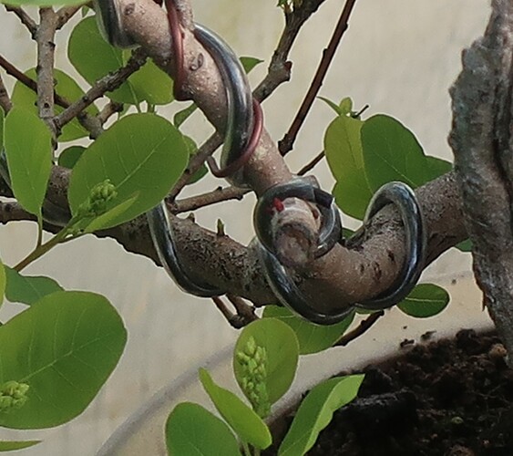 2025 04 28 Cotinus coggygria (2)