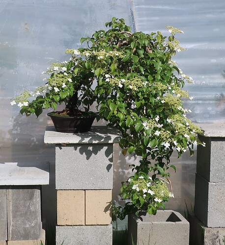 hydrangea petiolaris cordifolia 2025 05 15 (2)