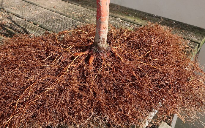 acer palmatum senkaki 2024 03 14 (6)