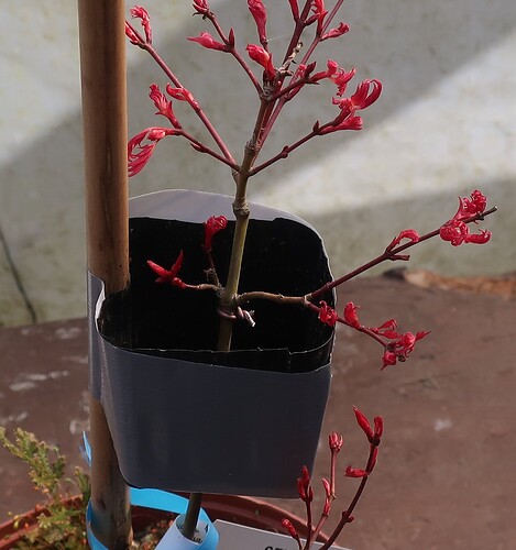 acer palmatum seigen 2025 03 17 (2)
