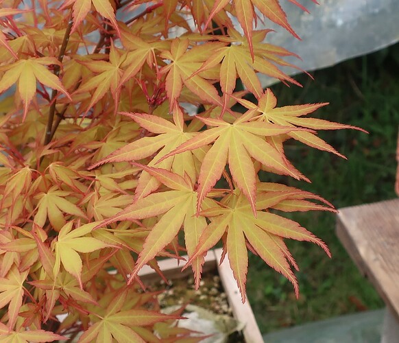 acer palmatum katsura 2025 03 21
