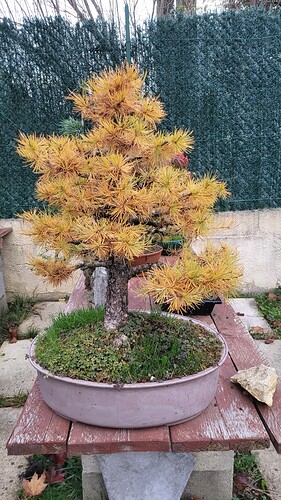 20251113_074254_resized