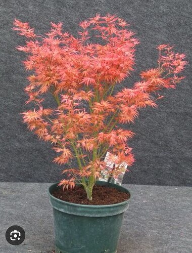 Screenshot_20251120_092728_com.android.chrome_edit_180760062465126