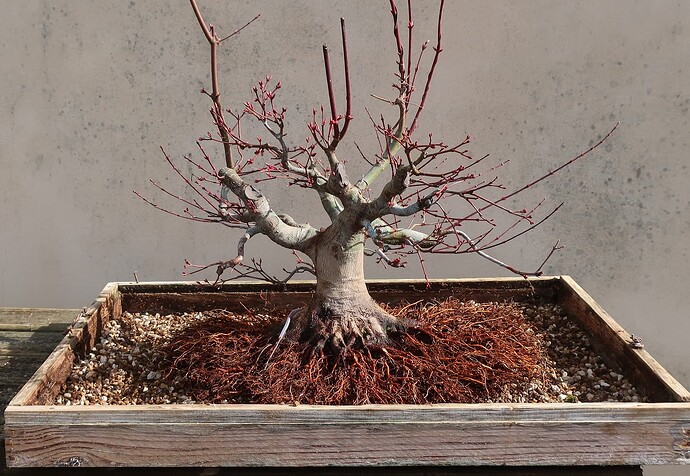 acer palmatum beni tsukasa 2023 03 16 (7)