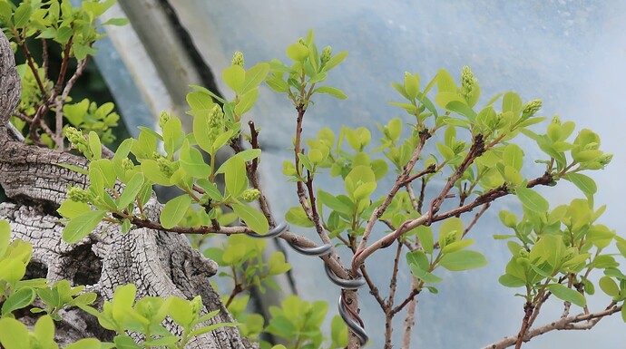 2025 04 17 Cotinus coggygria (1)
