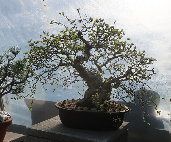 carpinus coreana 2026 03 30