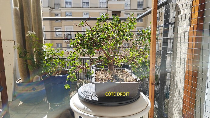 Côté droit
