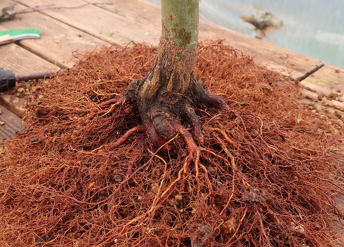 acer palmatum deshojo 2024 02  22 (4)