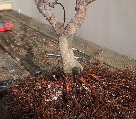 acer palmatum deshojo 2021 03 02 (8)