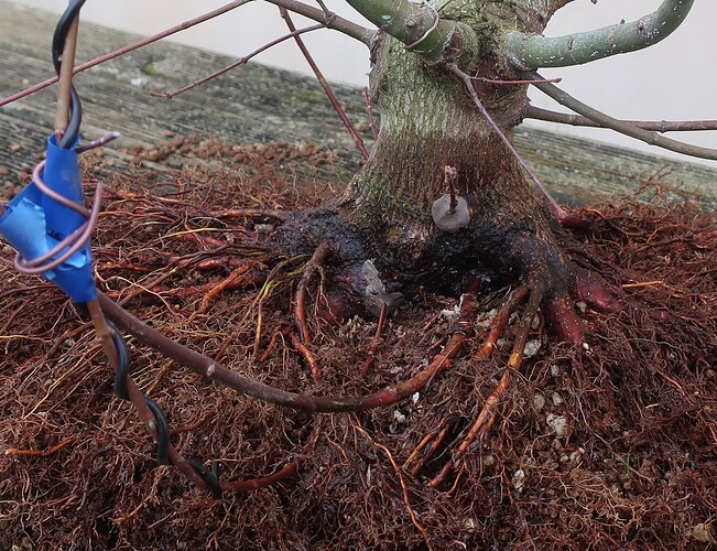 acer palmatum beni chidori 2025 02 21 (11)