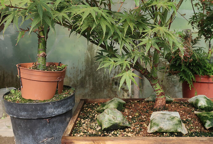 acer palmatum arakawa 2026 08 31 (2)