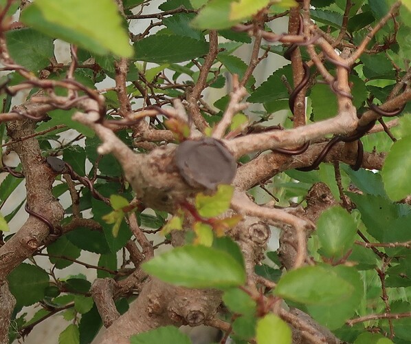 carpinus coreana 2025 05 12 (2)