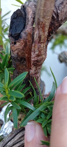 IMG_20240831_111354