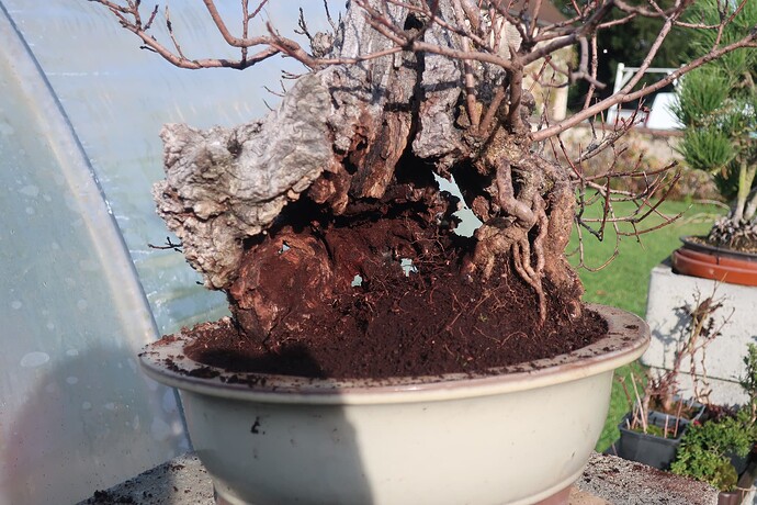 2024 12 04 Cotinus coggygria  (18)