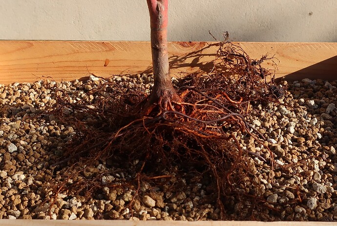 acer palmatum senkaki 2022 03 17 (2)