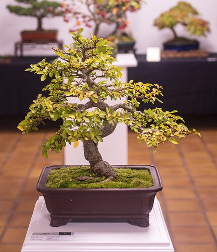 IMGP2976