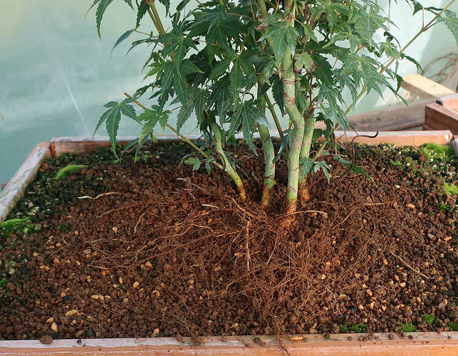 acer palmatum katsura 2020 09 17 003