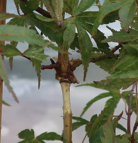 acer palmatum seigen 2025 07 07 (3)