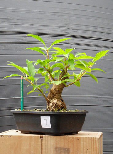 FORSYTHIA_N7