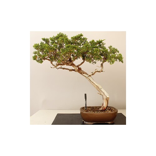 juniperus-sabina-sabina-rastrera-6112