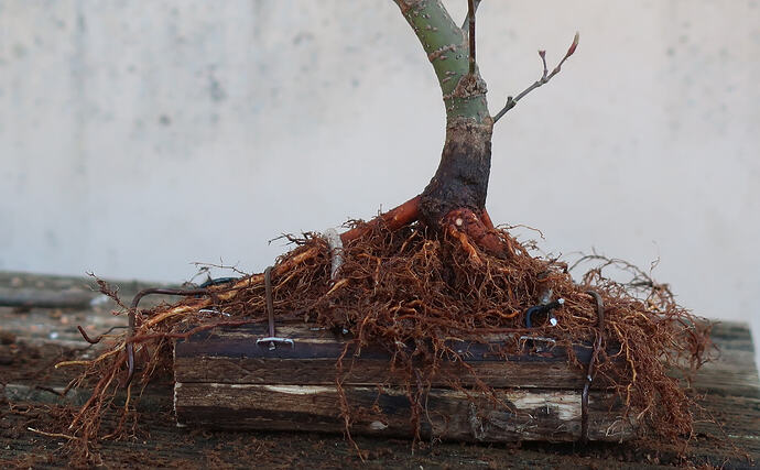 acer palmatum arakawa 2026 03 02 (9)