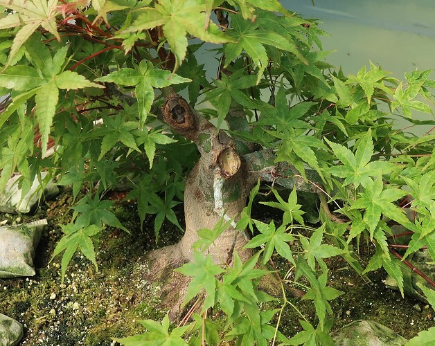 acer palmatum beni tsukasa 2023 07 12 (5)