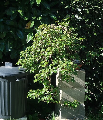 hydrangea petiolaris cordifolia 2025 04 07 (1)
