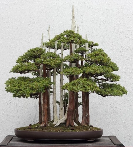 forêt Goshin