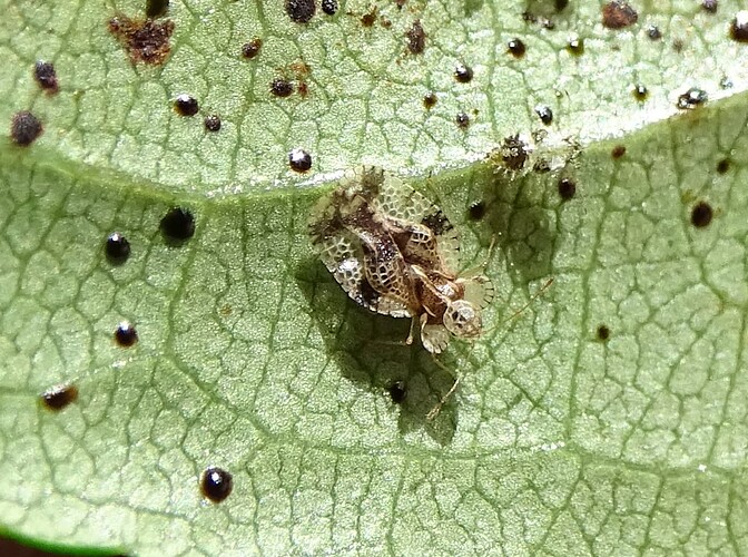 stephanitis-pyri-et-chaenomeles-coulon-3-29-08-2019
