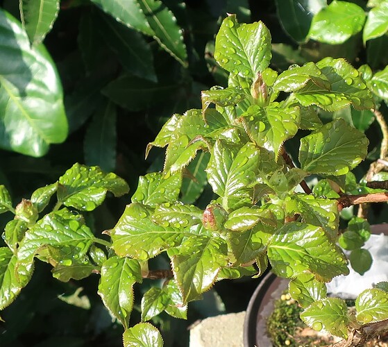 hydrangea petiolaris cordifolia 2025 03 23 (1)