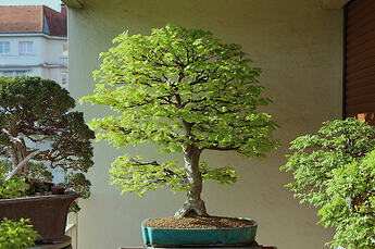 IMG_1025r
