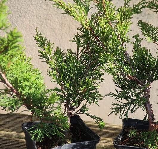 juniperus itoigawa 2025 02 27 (2bonsaiplaza)