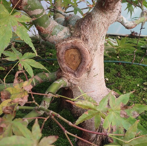 acer palmatum beni tsukasa 2025 09 18 (3)