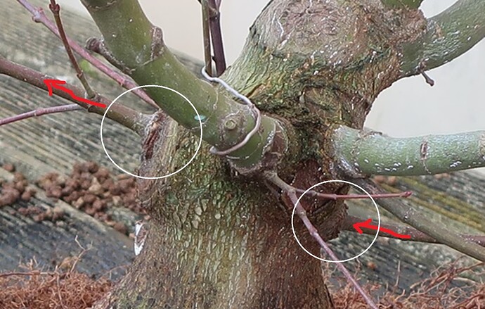acer palmatum beni chidori 2025 02 21 (7virt)