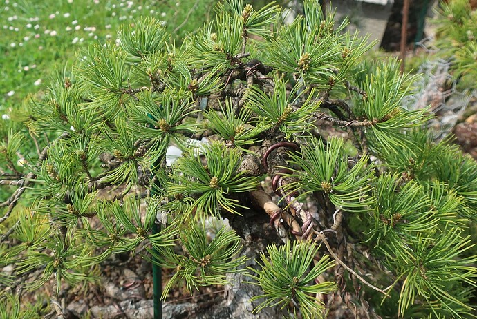 pinus pentaphylla shari 2025 04 24 (2)