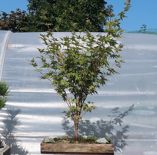 acer palmatum senkaki 2022 08 30 (1)