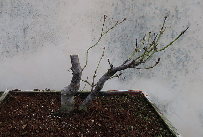 acer palmatum koto no ito 2026 02 23 (3)