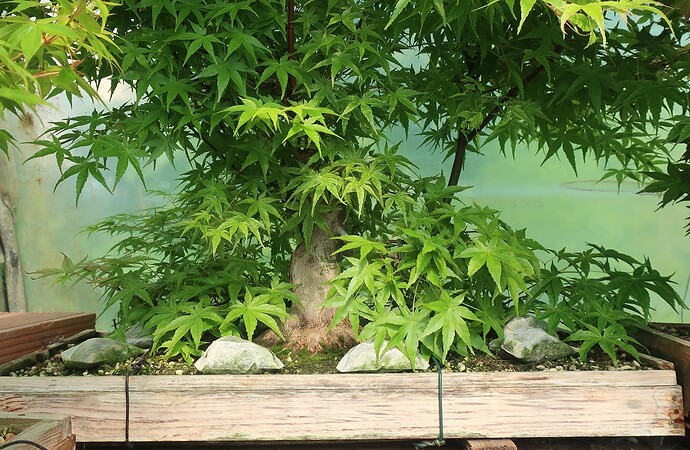 acer palmatum beni tsukasa 2025 05 12 (1)