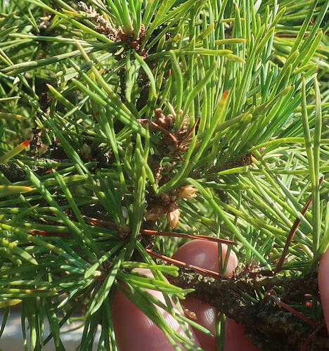 pin sylvestre sankan 2026 06 19 (2)