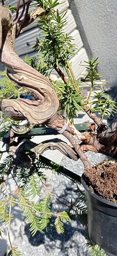 IMG_20250407_124012