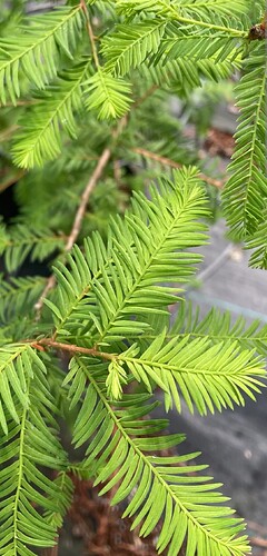 Screenshot_20251027_202458_com.android.chrome_edit_103439941129527