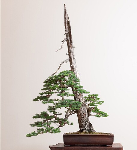 abies lasiocarpa de Ryan