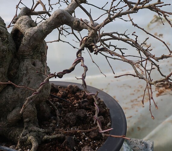 carpinus coreana 2025 03 17 (2)