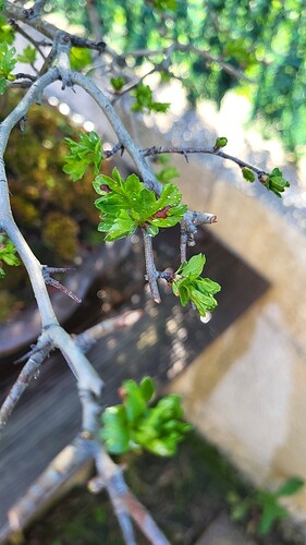 20250405_171122_resized