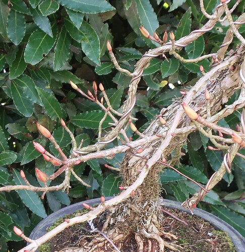 hydrangea petiolaris cordifolia 2025 02 18