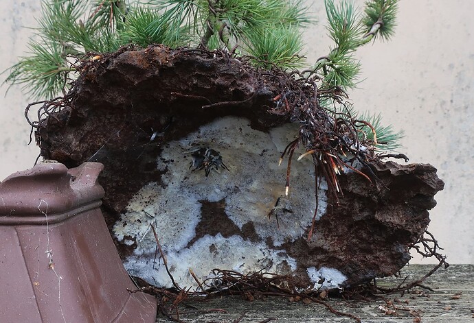 pin flexible 2025 11 26 (3)