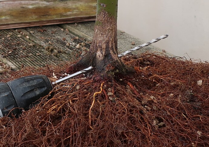 acer palmatum deshojo 2023 03 15 (5)