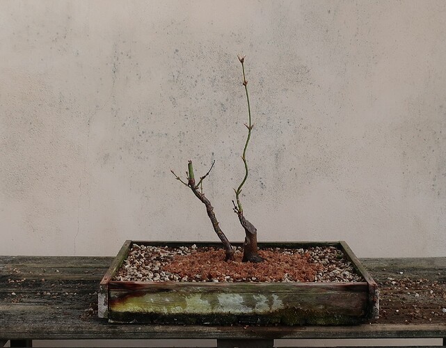 acer palmatum koto no ito 2023 03 13 (5)