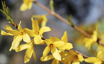 Forsythia_fleurs-1