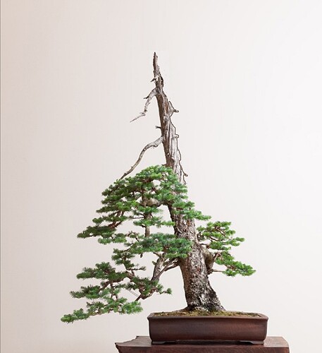 abies lasiocarpa de Ryan virt